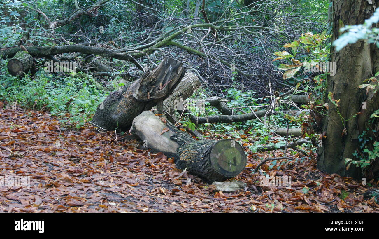 Foglie di autunno e trunk libero Foto Stock