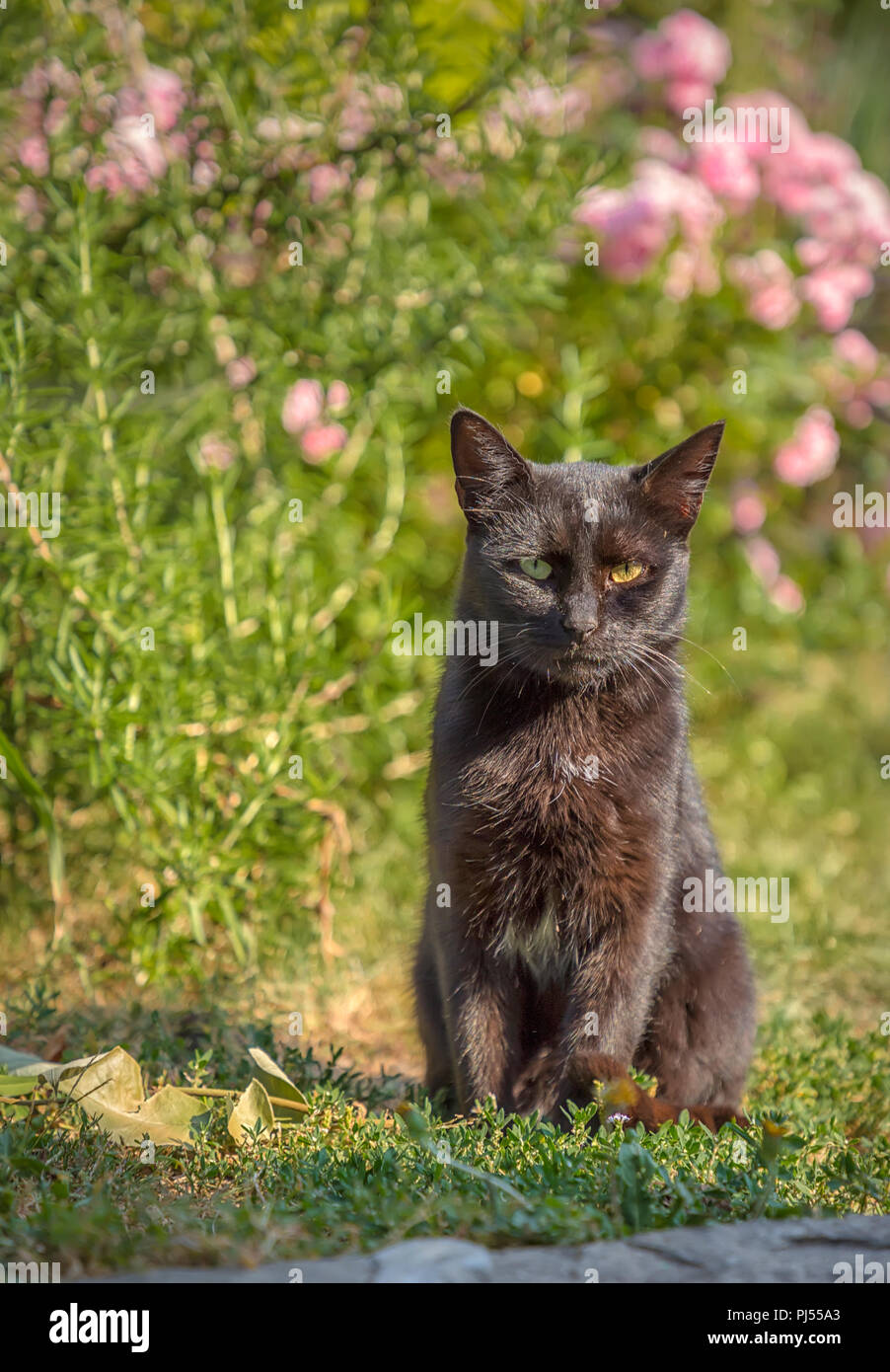 Wild gatto nero con occhi diversi da vicino. Gatto con il giallo e il verde eye Foto Stock