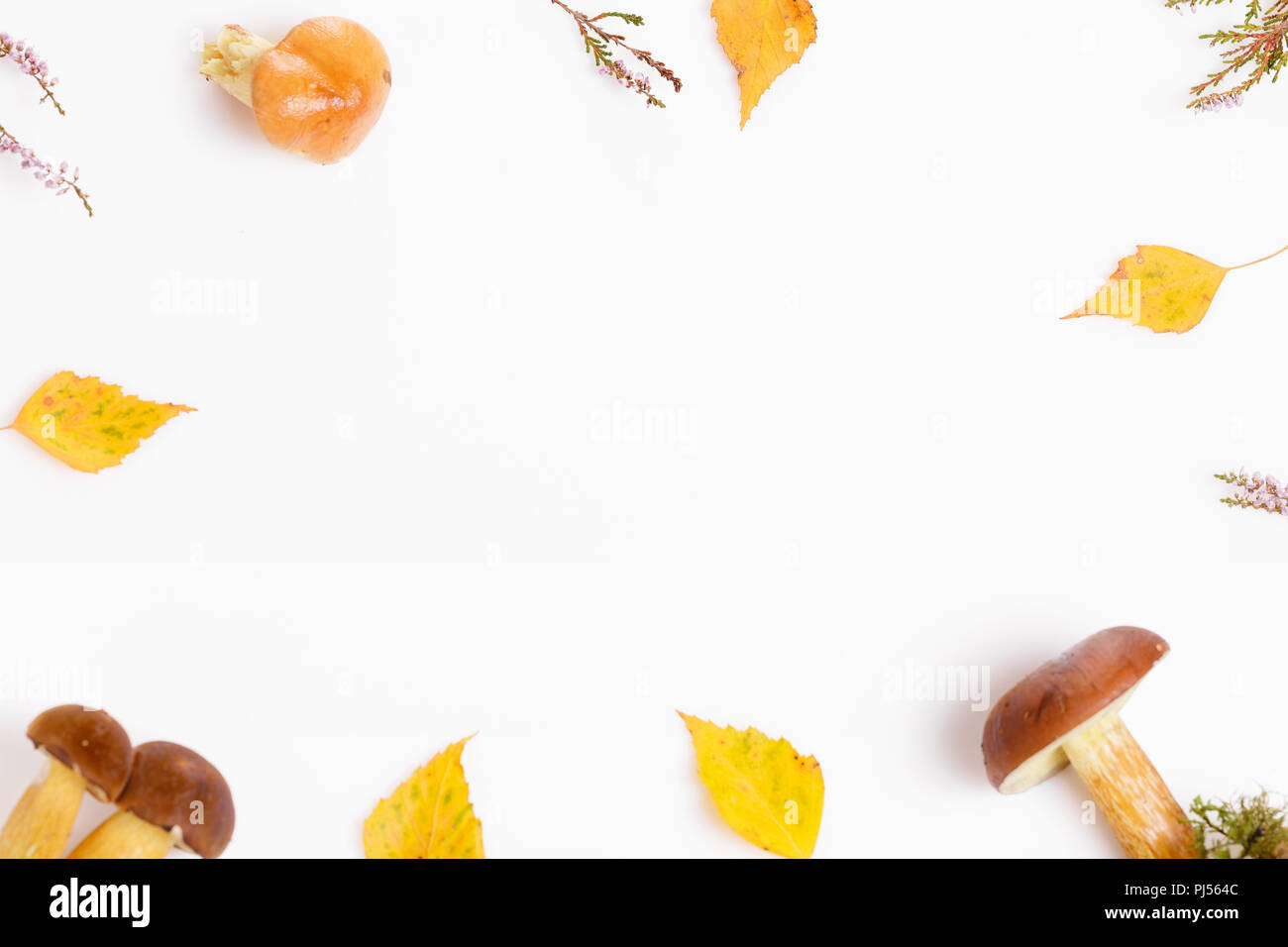 Wild funghi freschi sul bianco. Arancione Bolete betulla. Copyspace. Sfondo di autunno Foto Stock