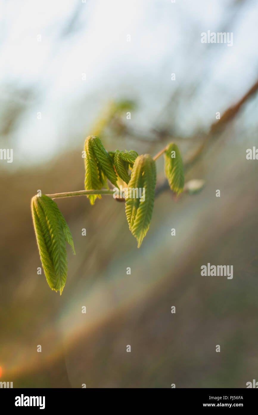 Spiegatura di castagno nuove foglie durante una primavera precoce con morbida luce effimera Foto Stock