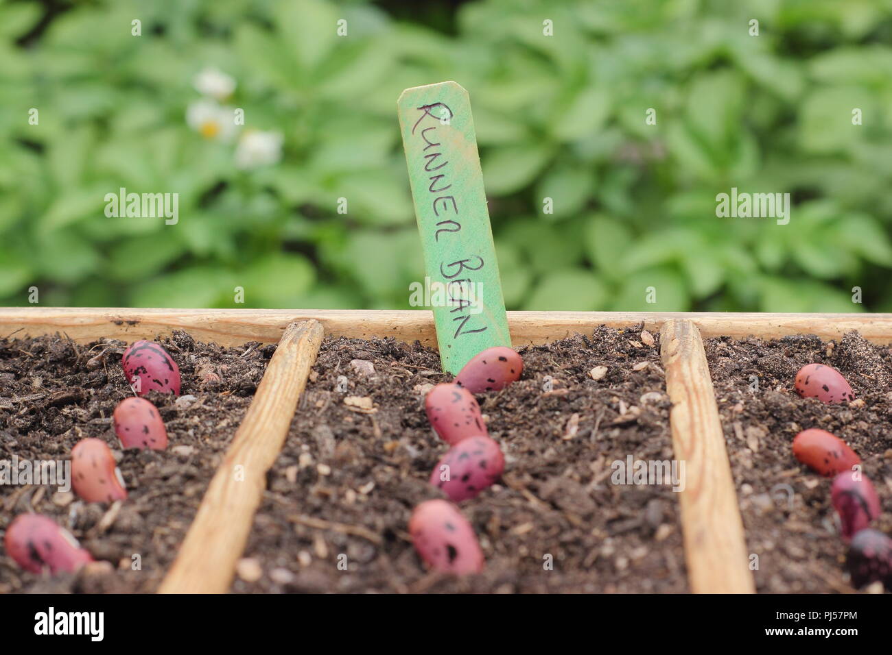 Phaseolus coccineus. La semina di runner bean 'Enorma' semi in un seme in legno vassoio, REGNO UNITO Foto Stock