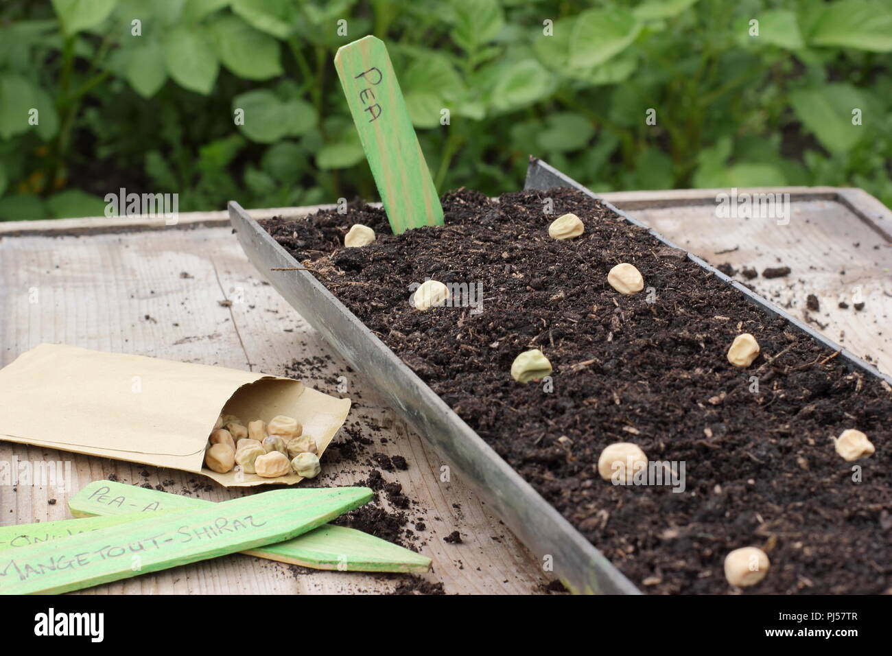 Pisum sativum. La semina di sementi di pisello 'Avanti' nella grondaia in un giardino inglese, REGNO UNITO Foto Stock