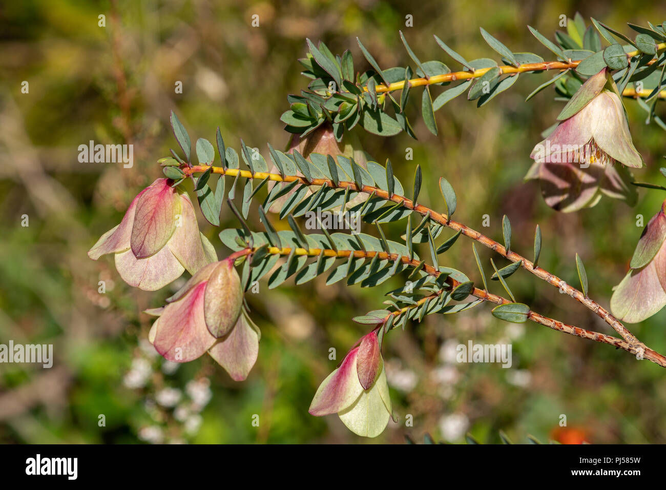 Physodes Pimelea, Qualup Bell Foto Stock