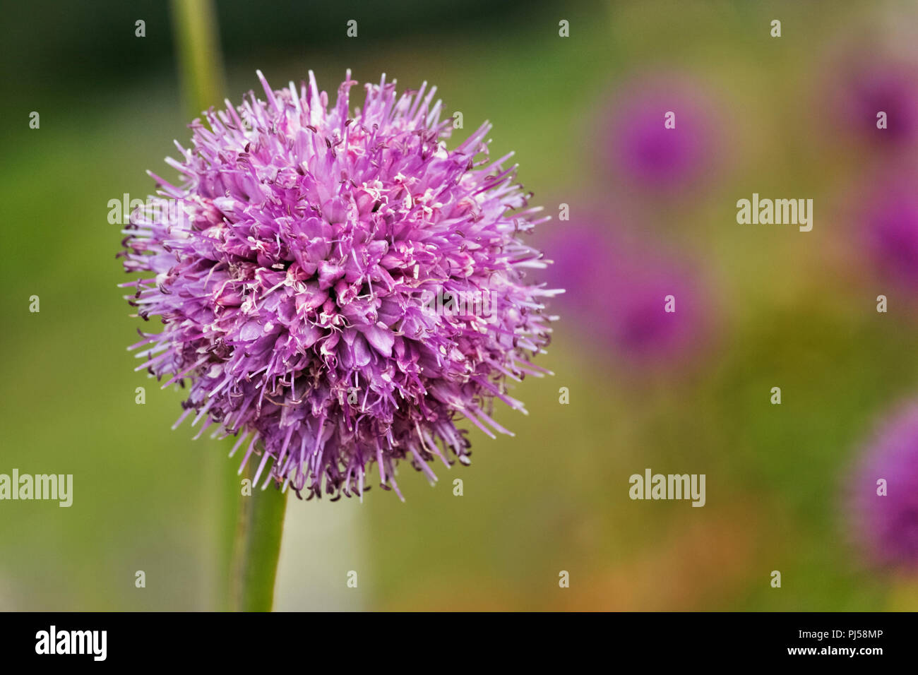 Cipolla ornamentali anche chiamato tedesco , aglio Aglio in montagna o allium , un globose con dei fiori viola chiaro broccoli ,fuori fuoco sfondo , Foto Stock