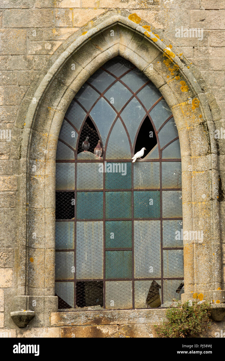 Langogne, piccioni su una chiesa windows, Lozère, Occitanie, Francia, Euorpe Foto Stock