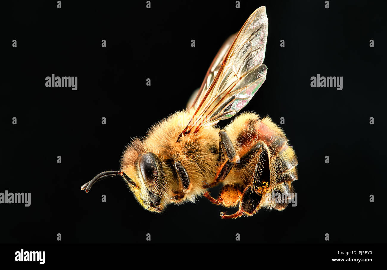 Profilo laterale ad alto ingrandimento di un western miele delle api (Apis mellifera). Foto Stock