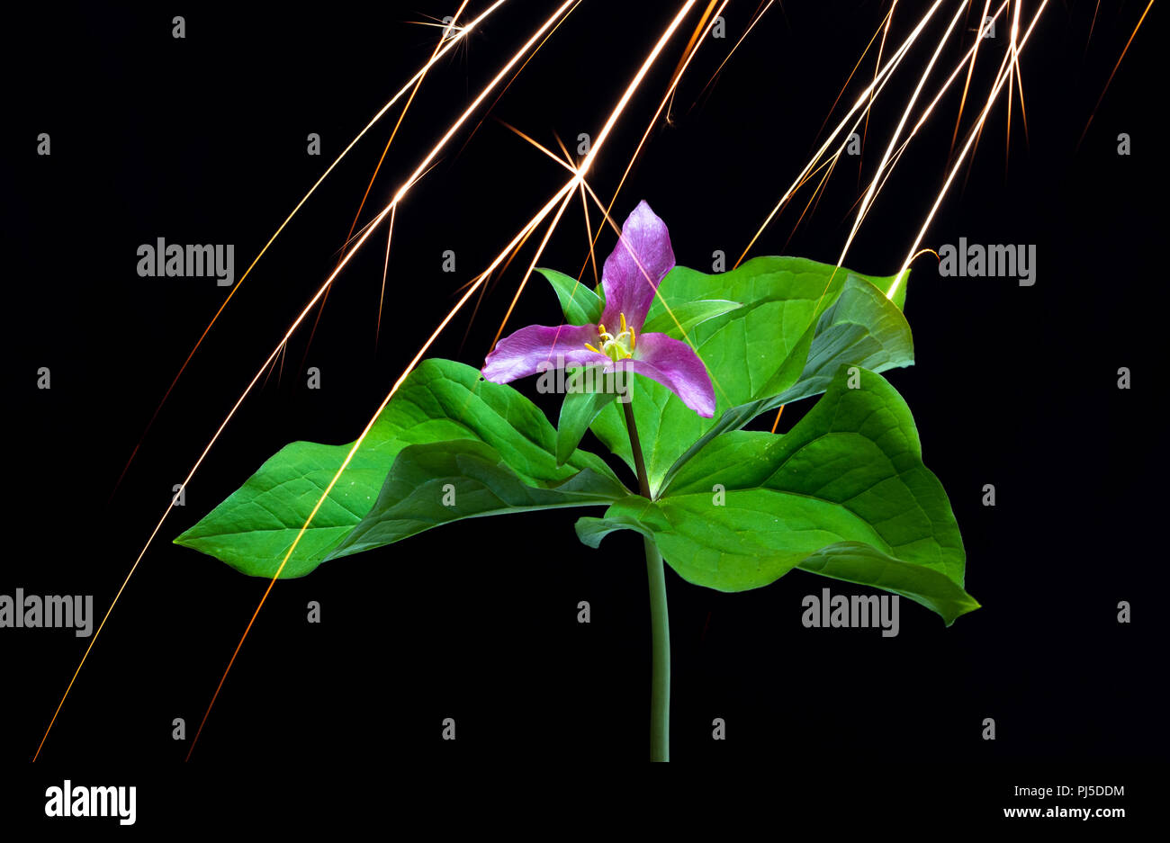 Scintille di magnesio la pioggia verso il basso su un western trillium fiore (Trillium ovatum), rimbalzo off le foglie e i petali e creazione di mini esplosioni. Foto Stock