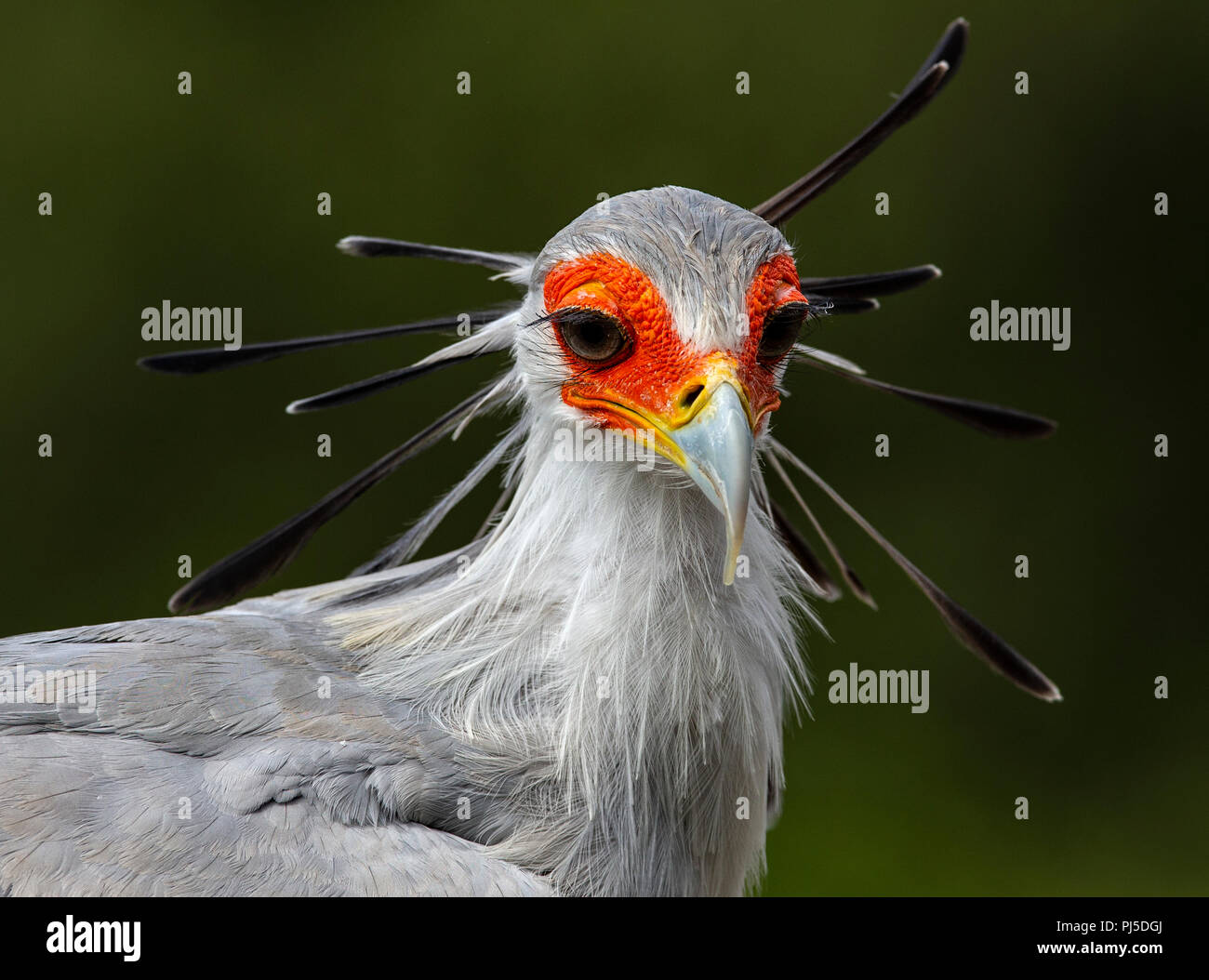 Ritratto di un uccello Segretario Foto Stock
