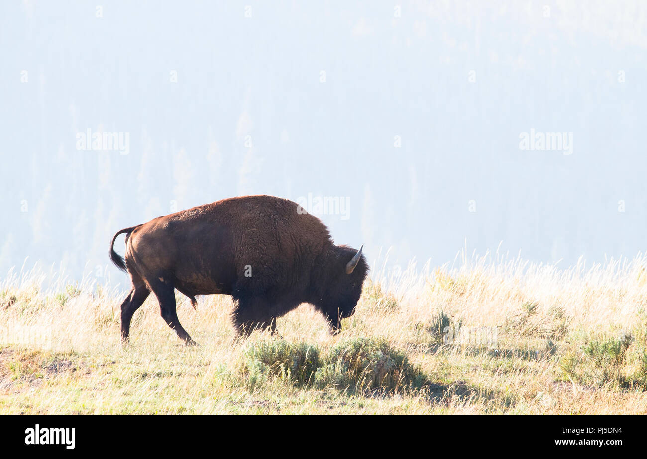 Un americano (Bison bison bison) passeggiate attraverso un campo erboso in una giornata di sole nel parco nazionale di Yellowstone, Wyoming. Foto Stock Un americano (Bison bison bison) passeggiate attraverso un campo erboso in una giornata di sole nel parco nazionale di Yellowstone, Wyoming. Foto Stock