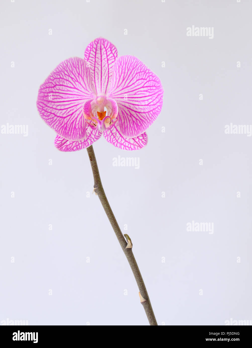 Unico Phalaenopsis Orchid flower contro uno sfondo bianco Foto Stock