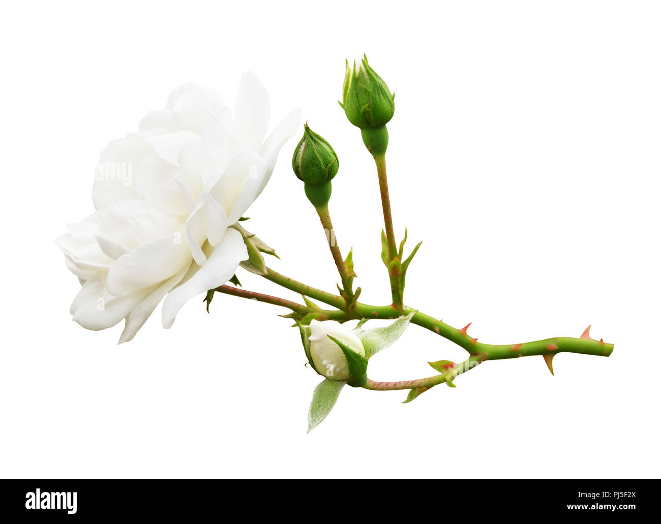 Giardino white rose fiori e boccioli isolato su bianco Foto Stock