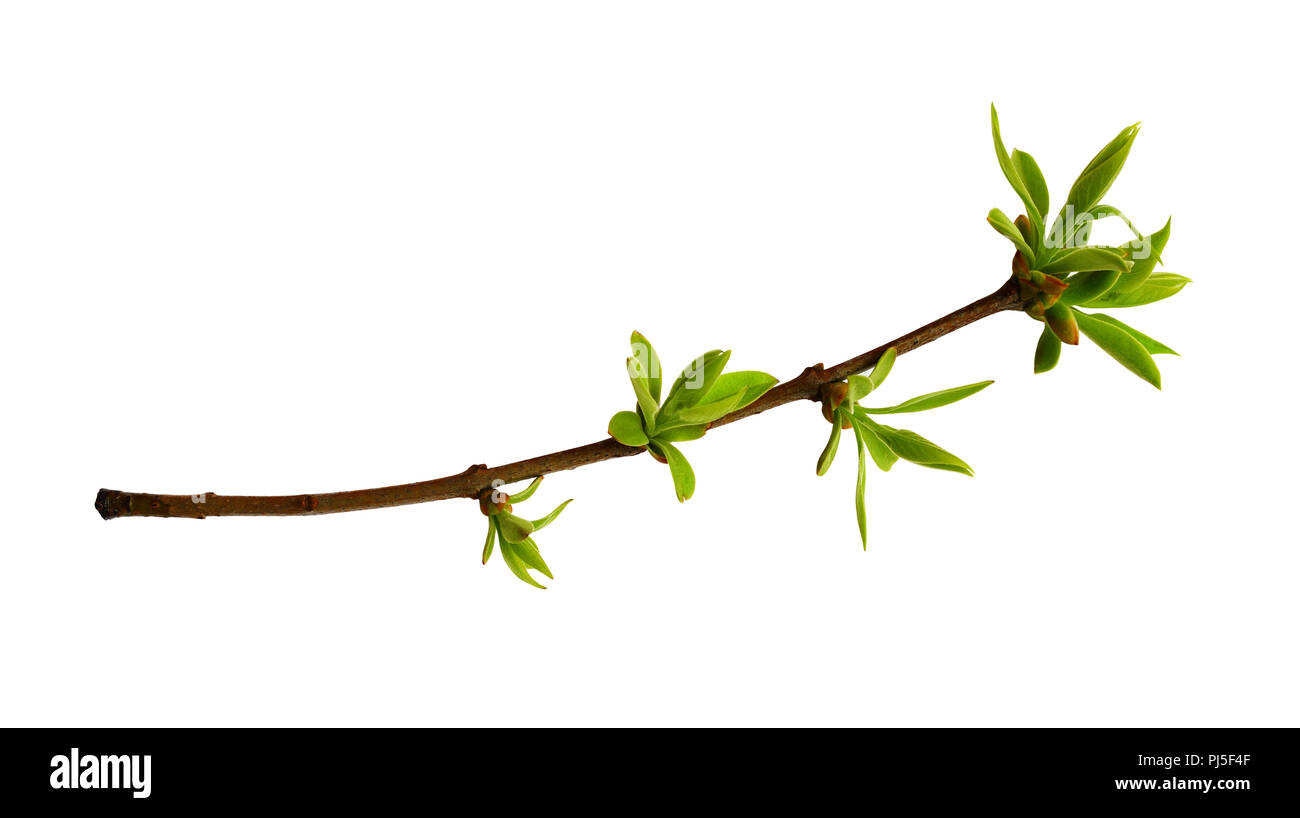 Germoglio di primavera con piccole foglie verdi isolati su bianco Foto Stock