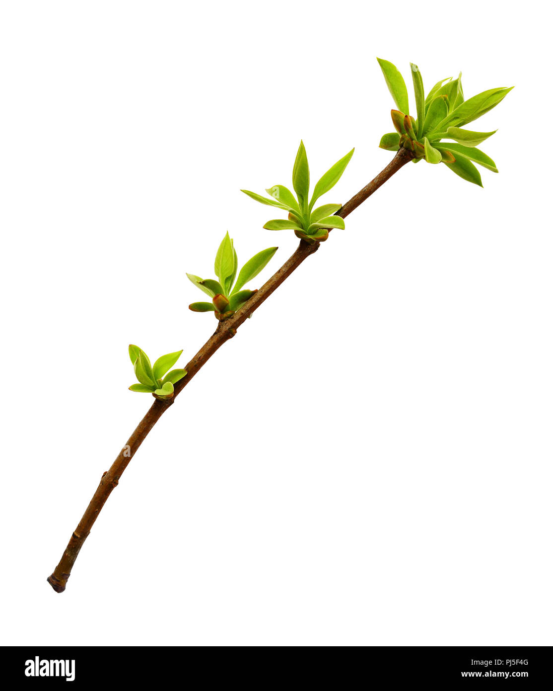 La molla ramoscello con piccole foglie verdi isolati su bianco Foto Stock