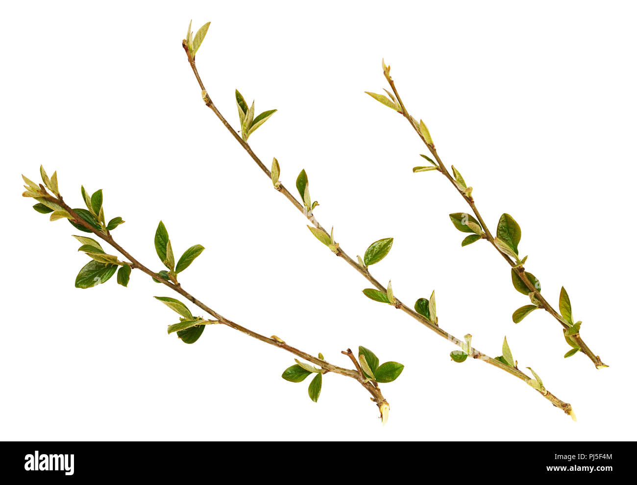 Set di ramoscelli di primavera con piccole foglie verdi isolati su bianco Foto Stock