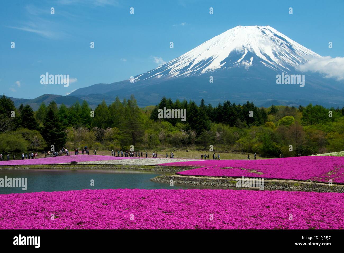 Shiba-sakura festival vicino al Monte Fuji. Foto Stock