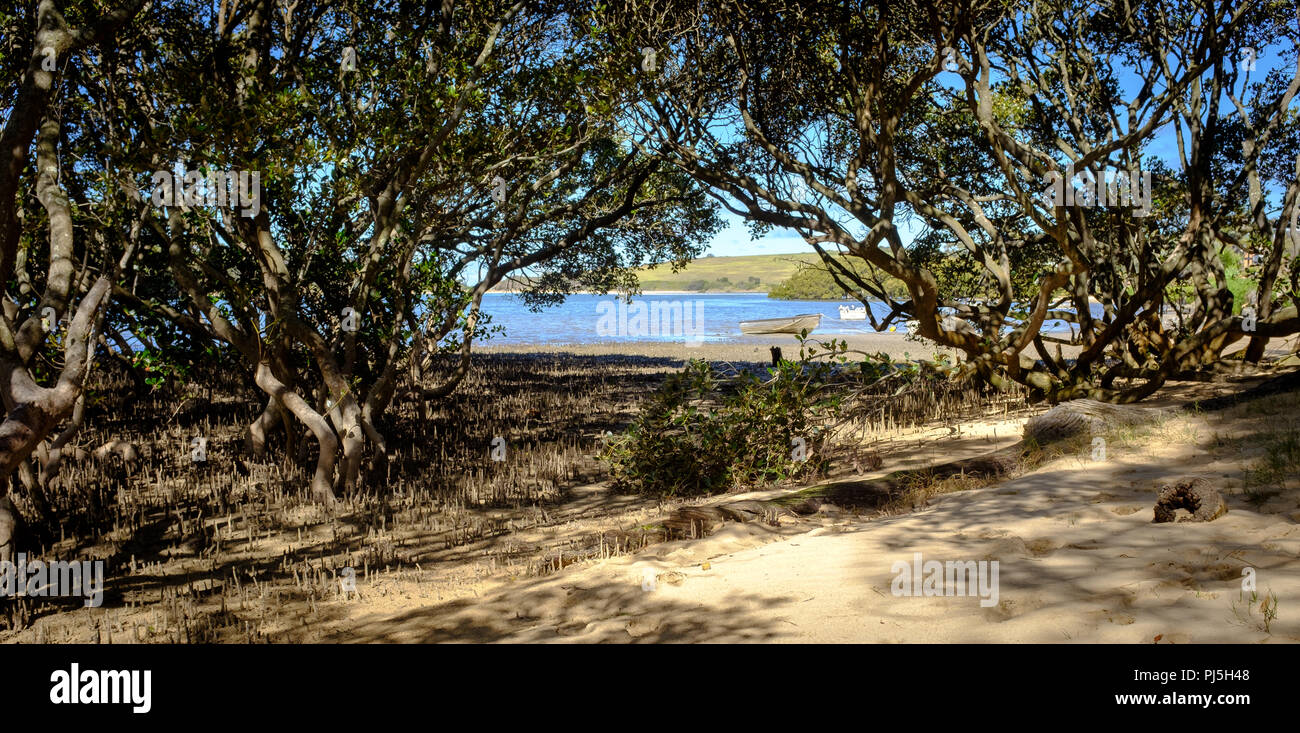 Minnamurra NSW Australia, a basso punto di vista attraverso il nativo di alberi di mangrovie al fiume Minnamurra, Illawarra, Nuovo Galles del Sud, Australia Foto Stock