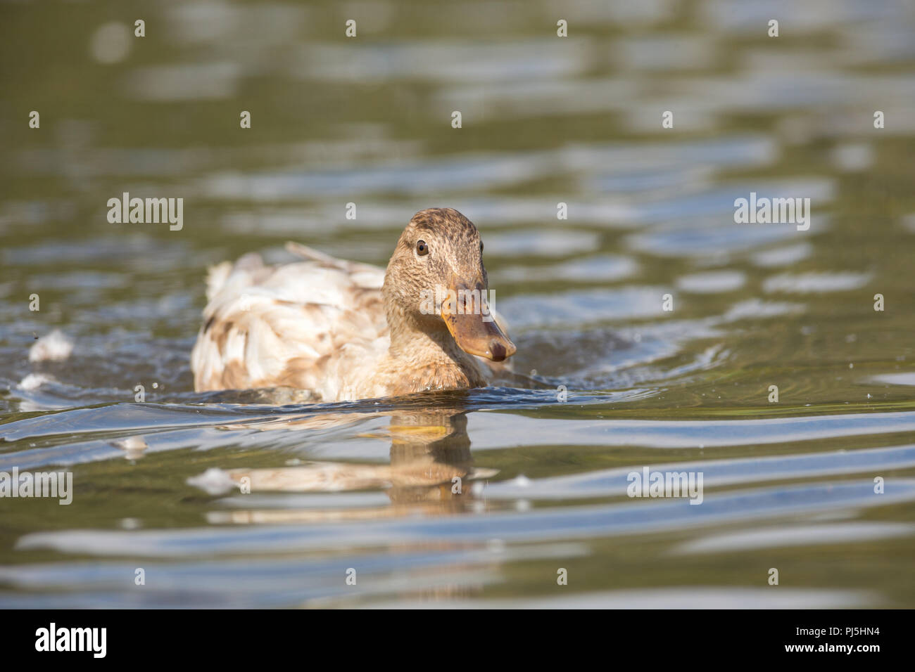 Albino Mallard duck sul acqua a Vancouver BC Canada Foto Stock