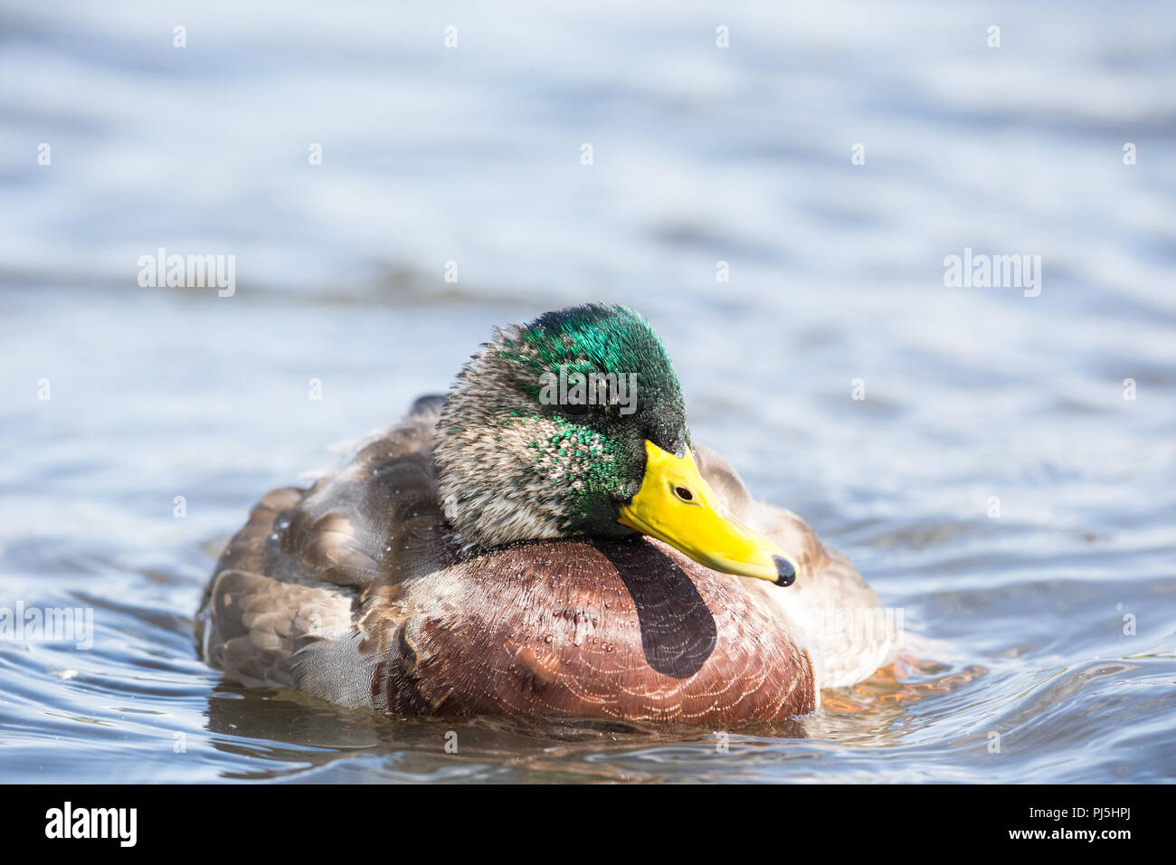 Mallard duck sul acqua a Vancouver BC Canada Foto Stock