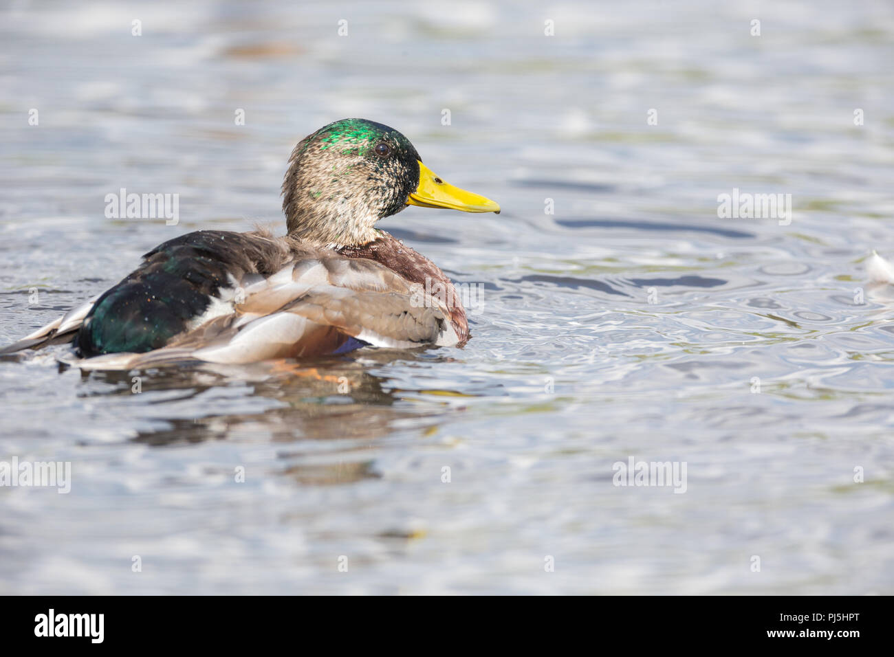 Mallard duck sul acqua a Vancouver BC Canada Foto Stock