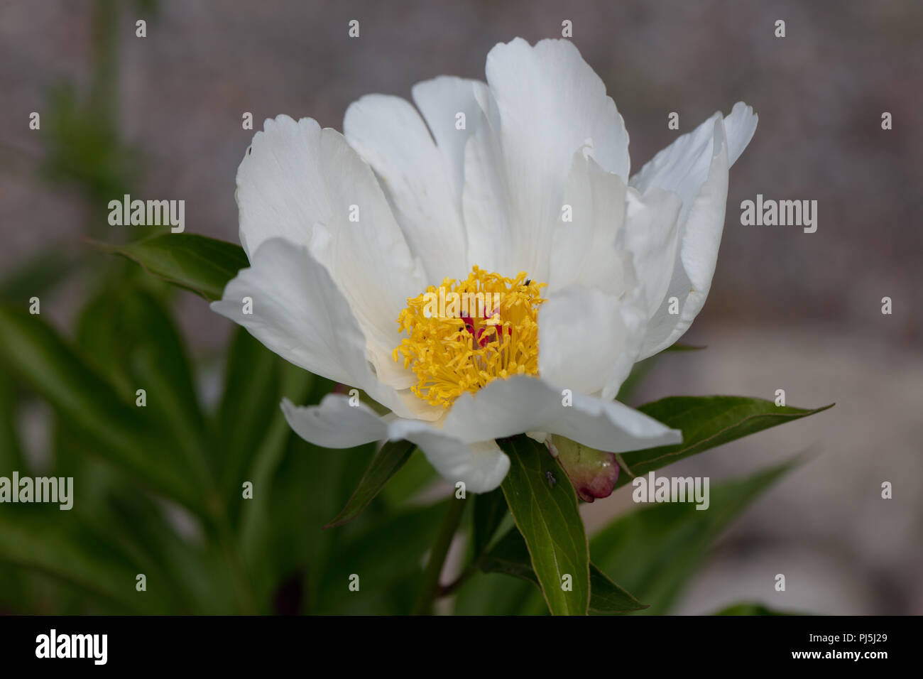 'Ali bianche' giardino comune peonia, Luktpion (Paeonia lactiflora) Foto Stock