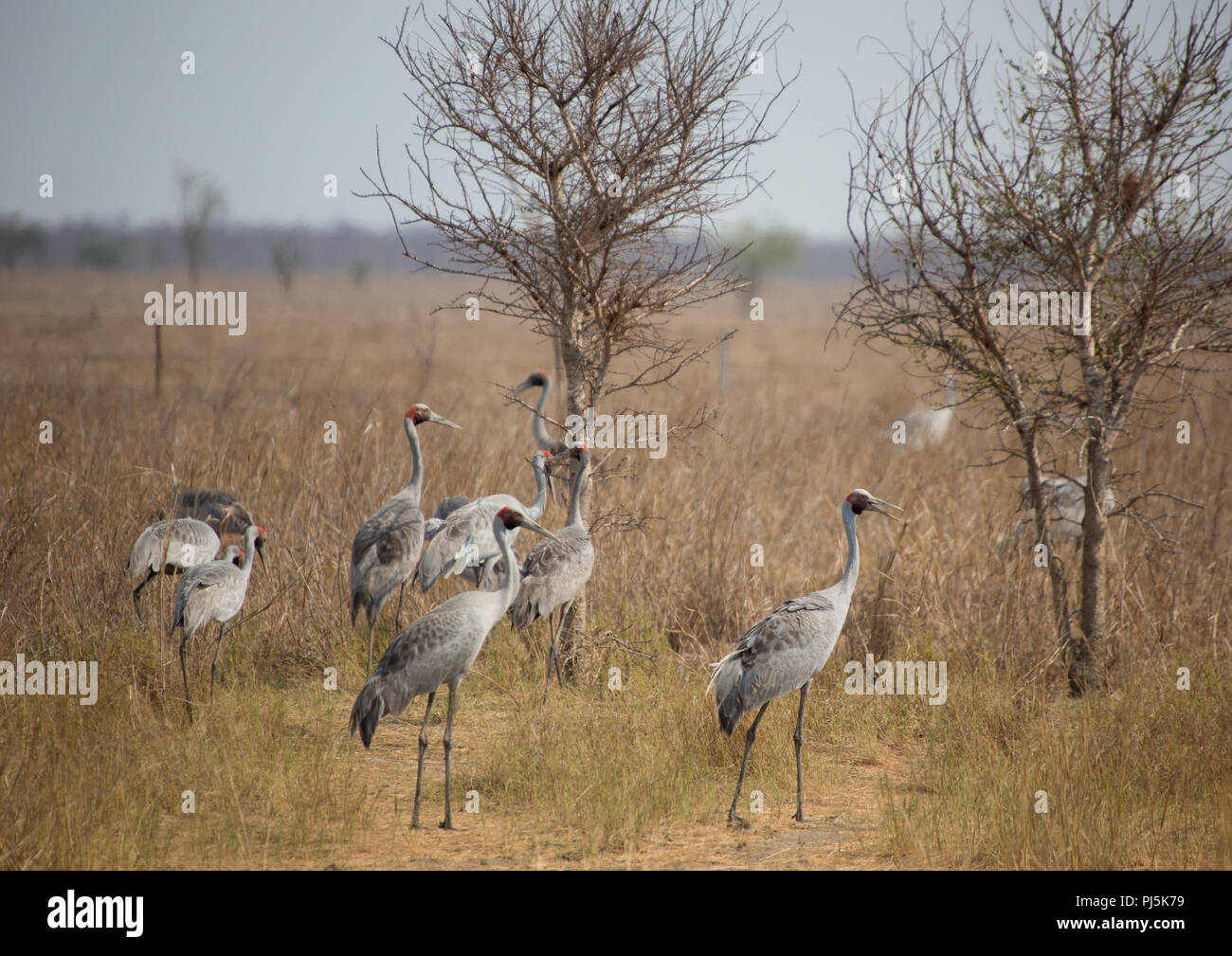 Brolga, (gru) gregge in appoggio sotto gli alberi nel paese del Golfo, Qld, Australia durante la costruzione fino alla stagione umida. Caldo e secco condizioni prevalenti Foto Stock