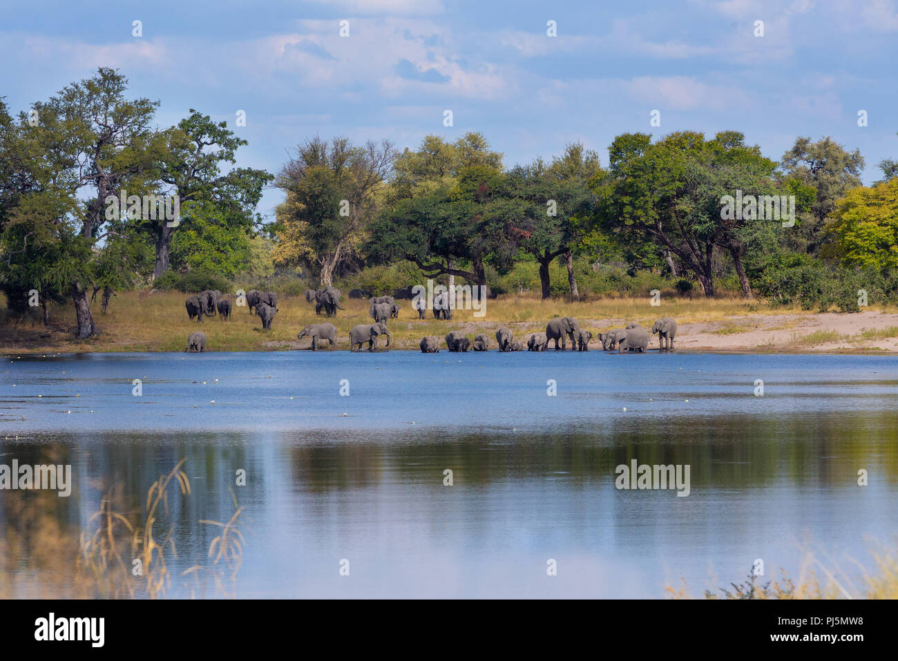 Branco di elefanti africani con neonati, Loxodonta andando fuori di waterhole in Bwabwata, Caprivi strip game park, Namibia, Africa safari wildlife e wilde Foto Stock