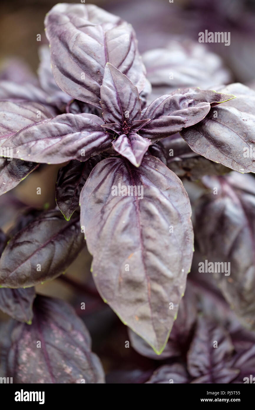 Ocimum basilicum Crimson King, basilico Crimson King, close-up di pianta crescente Foto Stock