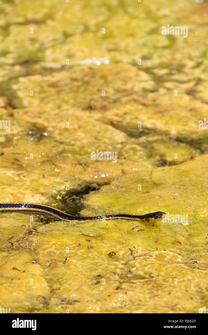 Garter snake sulle alghe in laguna blu sul fiume Deschutes, Deschutes National Forest, Cascade Lakes National Scenic Byway, Oregon Foto Stock
