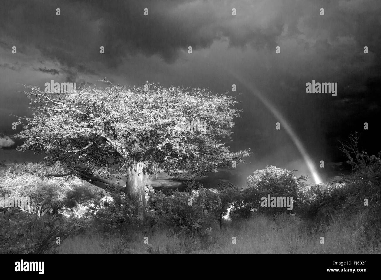 Avvicinando nuvole temporalesche telaio verso antiche baobab, e in ultimo dappling di luce del sole un arcobaleno forme overhead. Foto Stock