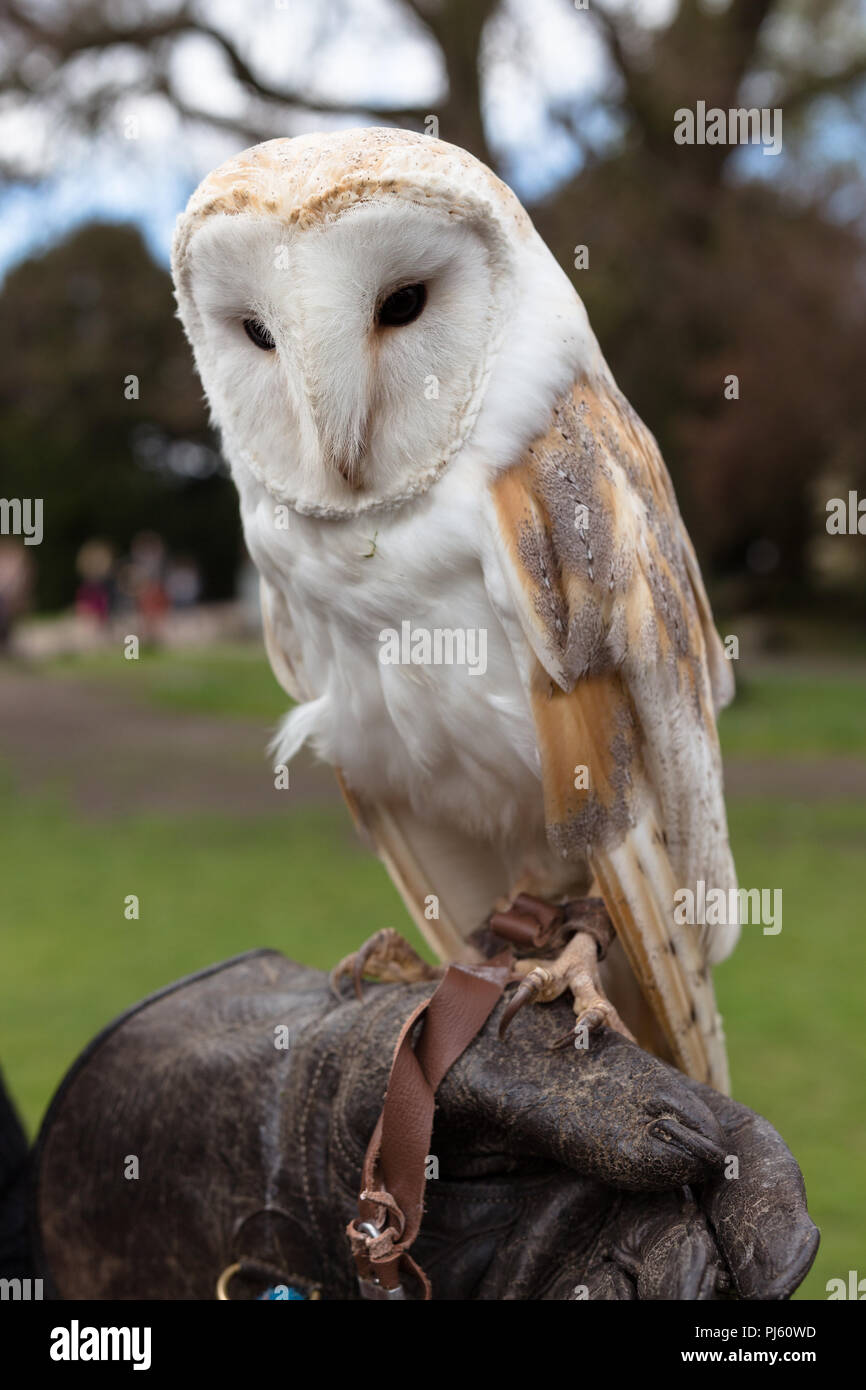 Barbagianni sul gestore del guanto in pelle Foto Stock