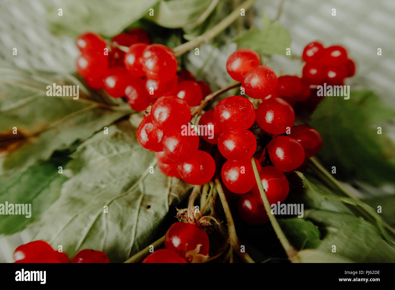 Stoneberry bacche rosse con foglie. cibo sano. I dolci sani. Foto Stock