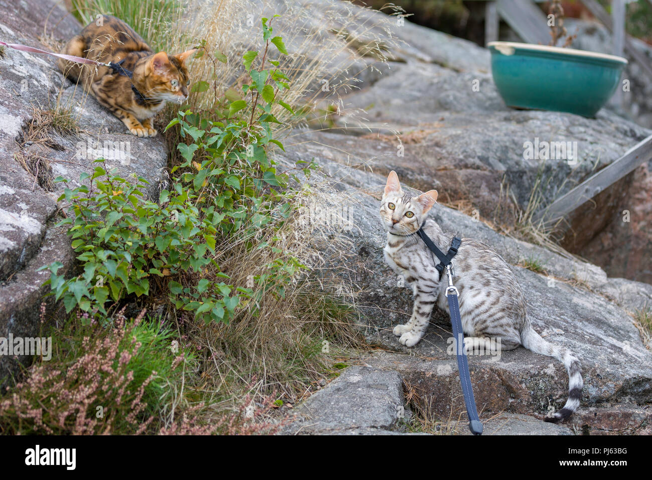 Adulto Gatto bengala introduzione alle giovani Gatto Bengal gattino all'aperto Foto Stock