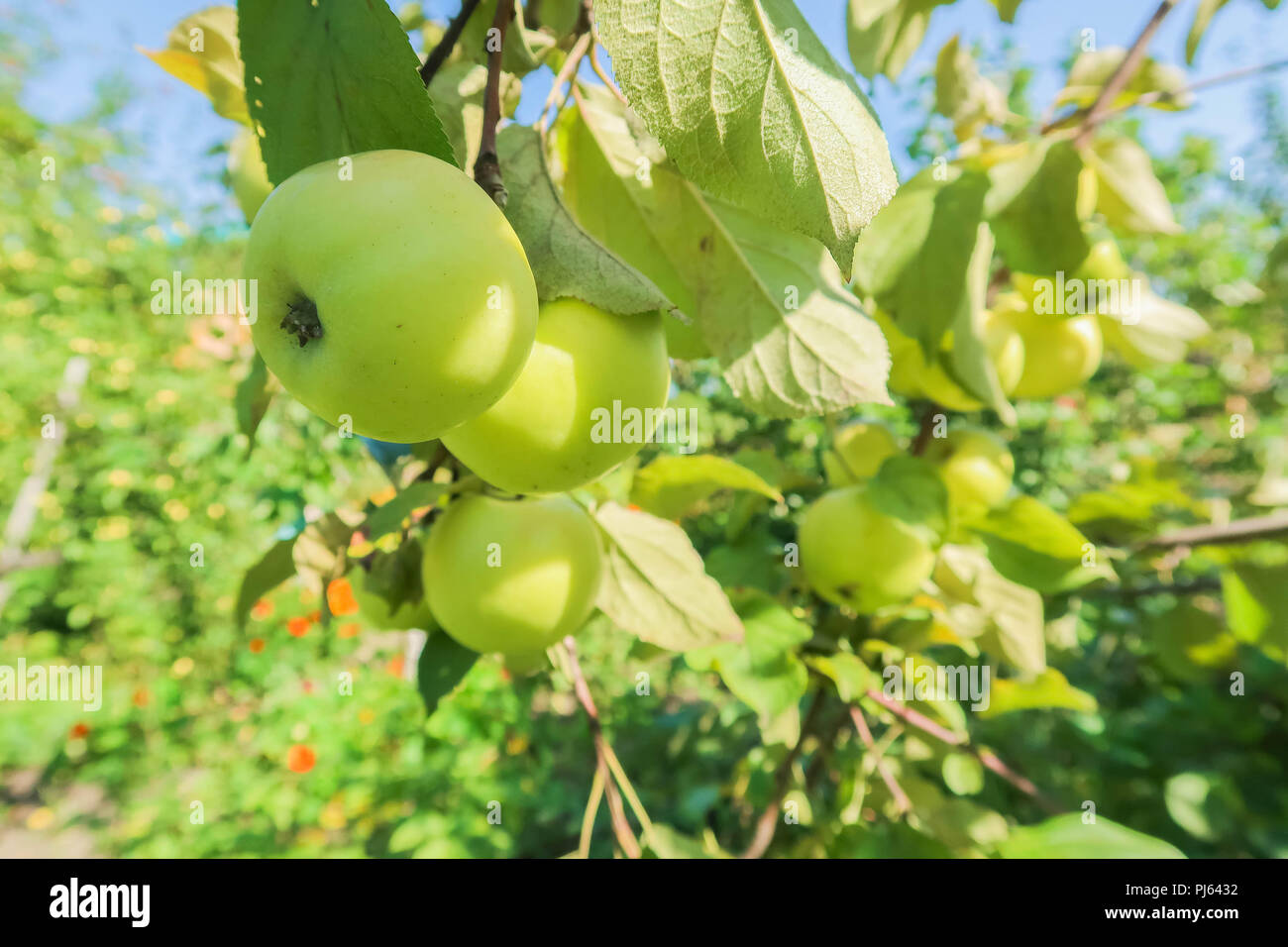 Mela verde su un ramo in un giardino al mattino presto. Fresca frutta succosa, prodotti organici nella cornice naturale del giardino estivo. Foto Stock