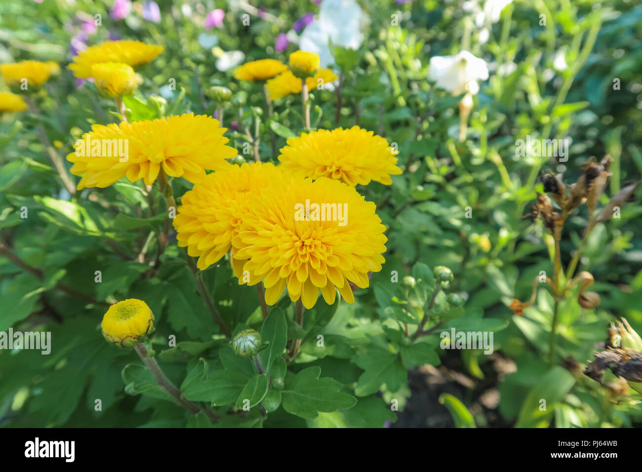 Crisantemo giallo fiore. in fiore nel giardino. Foto Stock