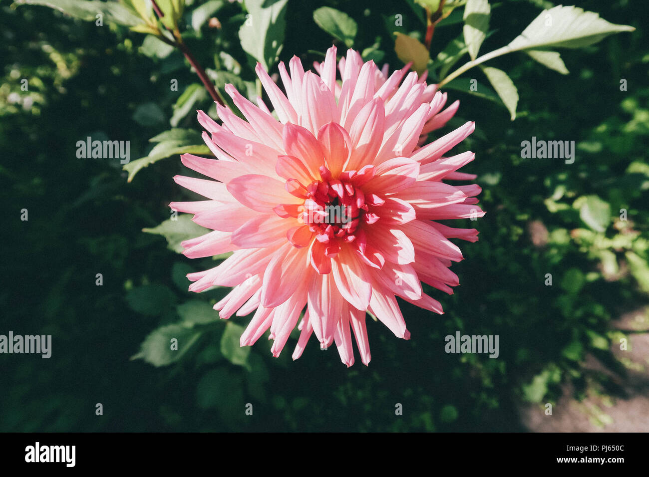 Luce colorata motley Fiore Dahlia sullo sfondo scuro di colore verde brillante foglie. Foto Stock