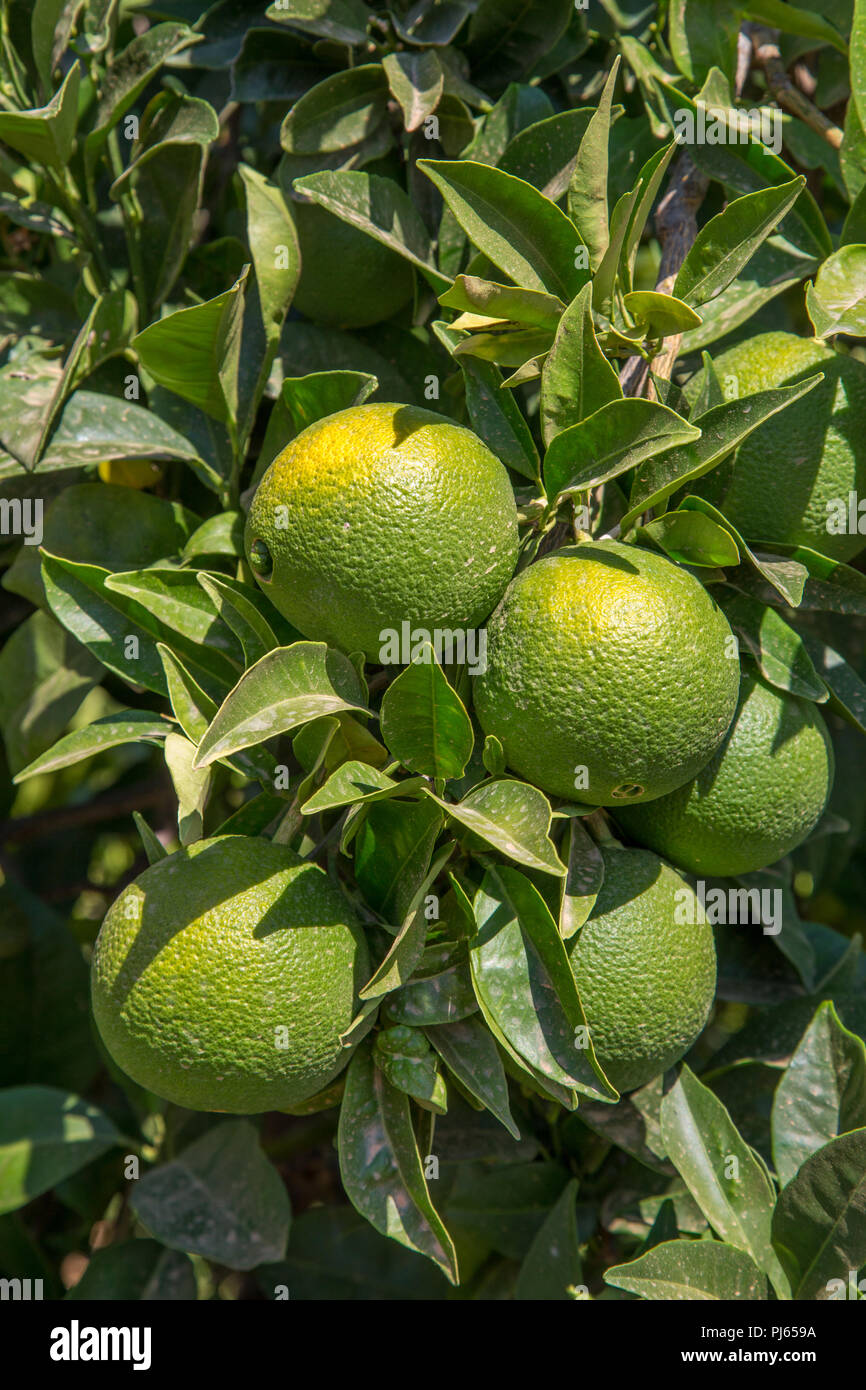 Immaturo arance organico cresce su un albero, Comunità Valenciana, Spagna Foto Stock