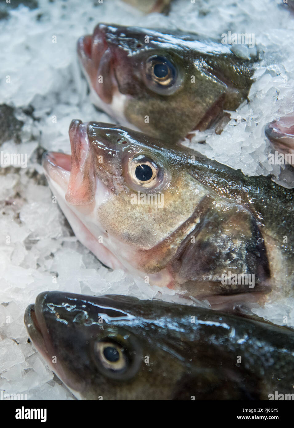 05.09.2018, Amburgo: spigola in un mercato dei prodotti freschi nel display in ghiaccio. I consumatori in Germania sono di spendere di più e più soldi sul pesce e frutti di mare. Foto: Daniel Bockwoldt/dpa Foto Stock