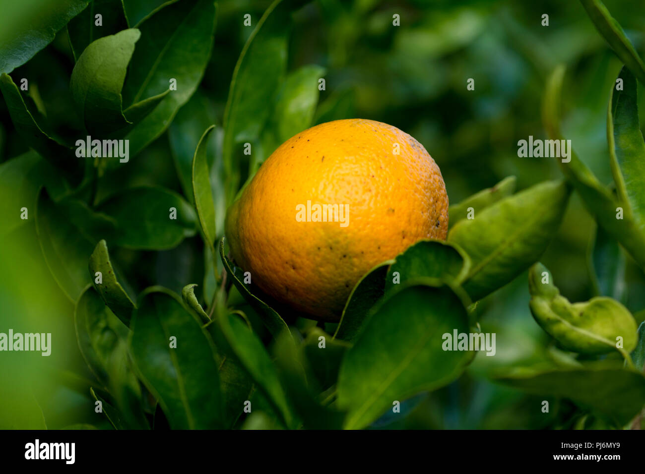 Alberi di arancio pieno di frutta Foto Stock