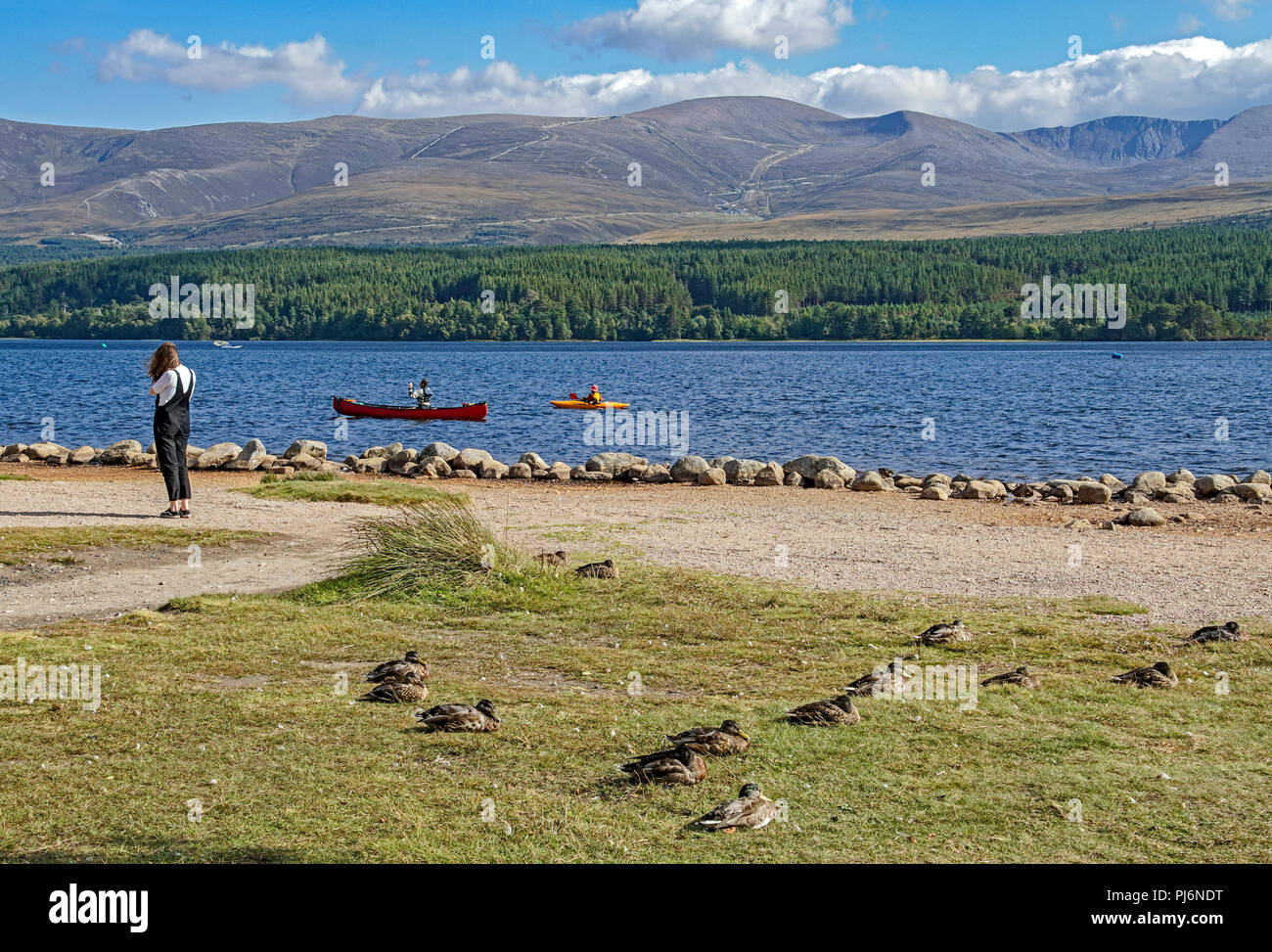 Un gregge di cordiale le anatre domestiche in appoggio a Loch Morlich Rothiemurchus Glen More Cairngorms National Park Highland Scozia UK con Cairngorm Foto Stock