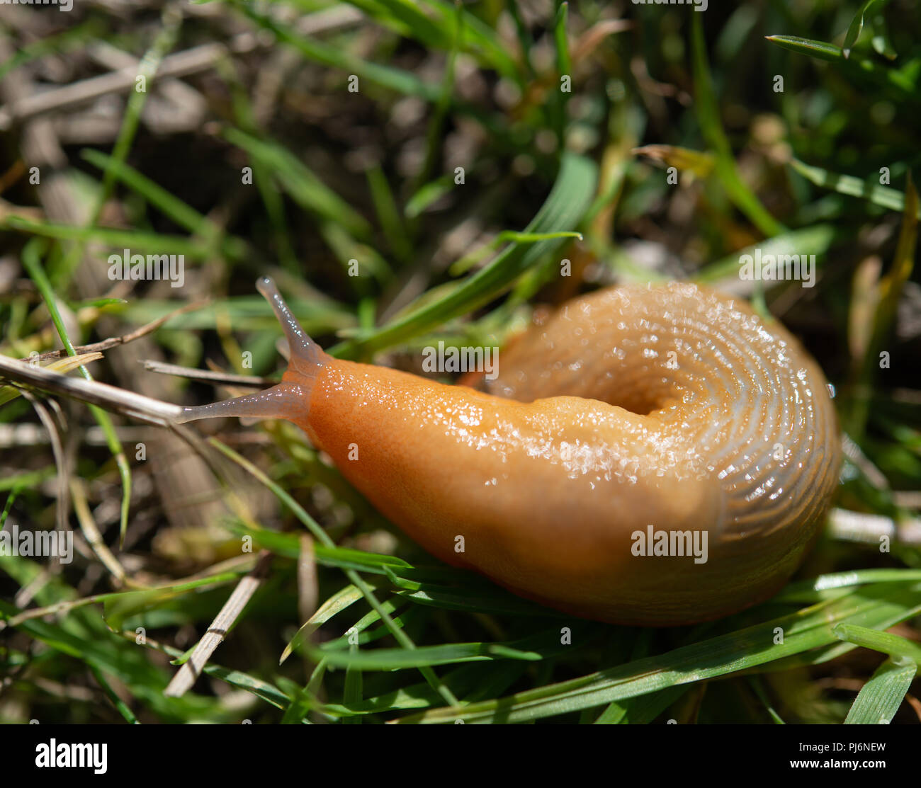 Rosso grande slug in erba Foto Stock