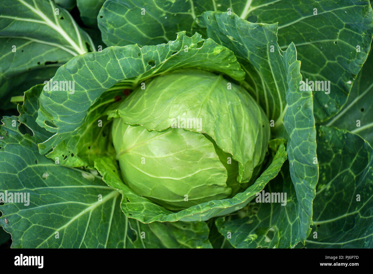 Specie di insalata che include diverse cultivar, compreso il cavolo, broccoli, cavolo rapa, Cavolfiori e cavoli di Bruxelles gai lan e Savoia Foto Stock