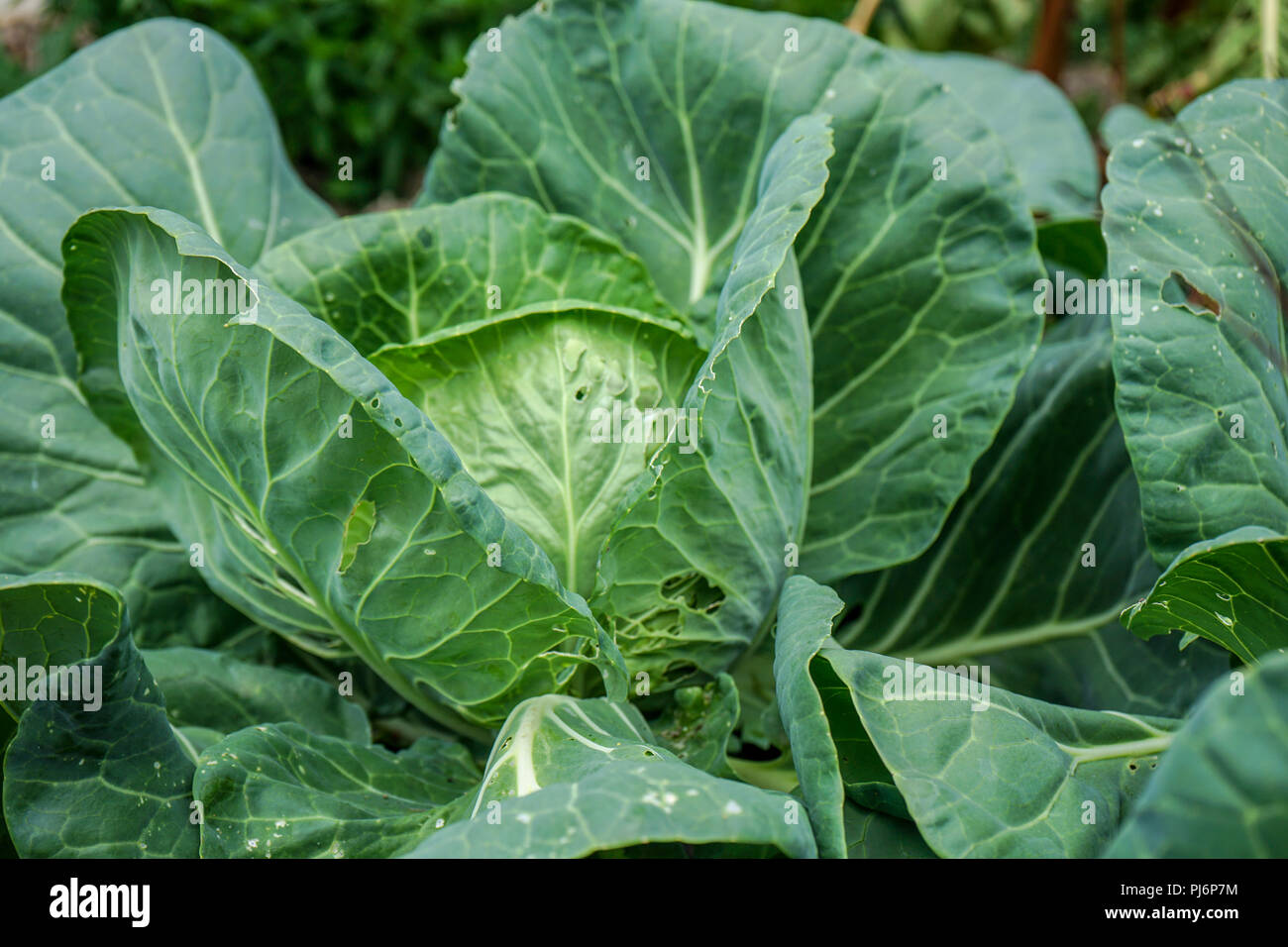Specie di insalata che include diverse cultivar, compreso il cavolo, broccoli, cavolo rapa, Cavolfiori e cavoli di Bruxelles gai lan e Savoia Foto Stock