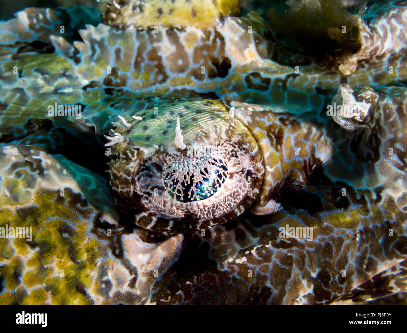 Dettaglio, Coccodrillo, flathead Cociella crocodilus, Mabul, Sabah, Malaysia Foto Stock