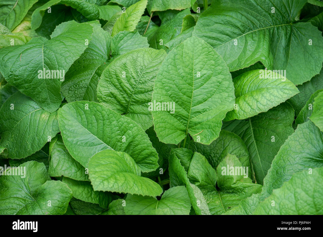Foglia design pattern con varie dimensioni delle asteraceae pianta dalla Russia Foto Stock