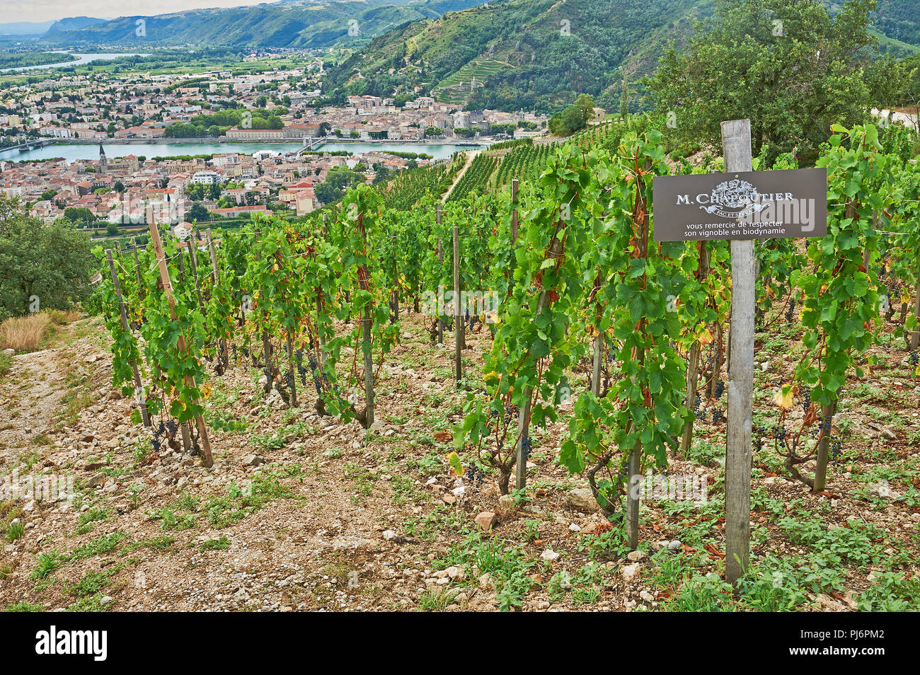 Vigneti della Valle del Rodano sulla collina sopra il fiume Rodano, Tain L'Hermitage, Drome, Rodano Alpi, Francia Foto Stock