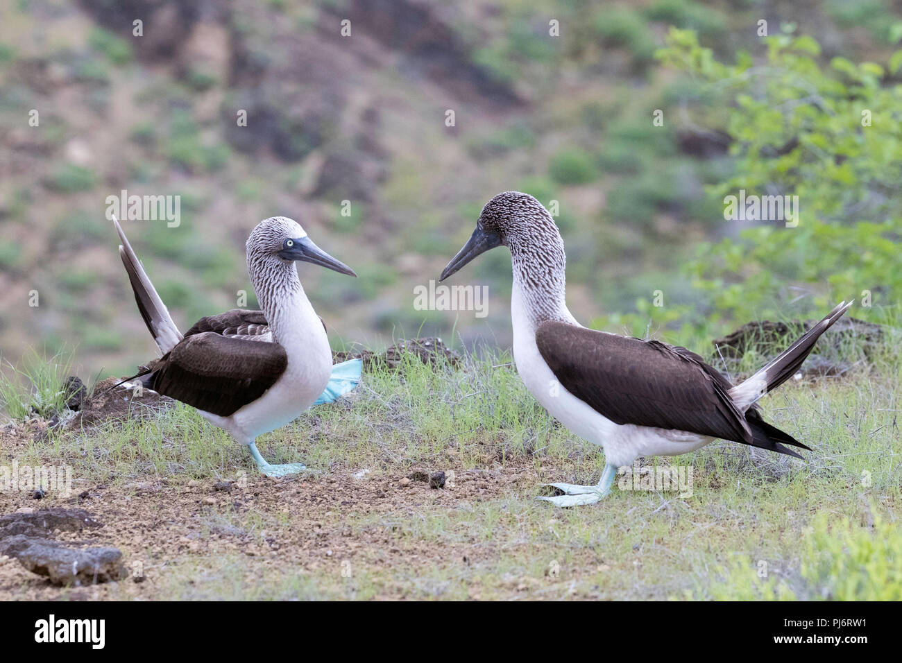 Blu-footed booby, Sula nebouxii, coppia nel corteggiamento su San Cristobal Island, Galapagos, Ecuador. Foto Stock