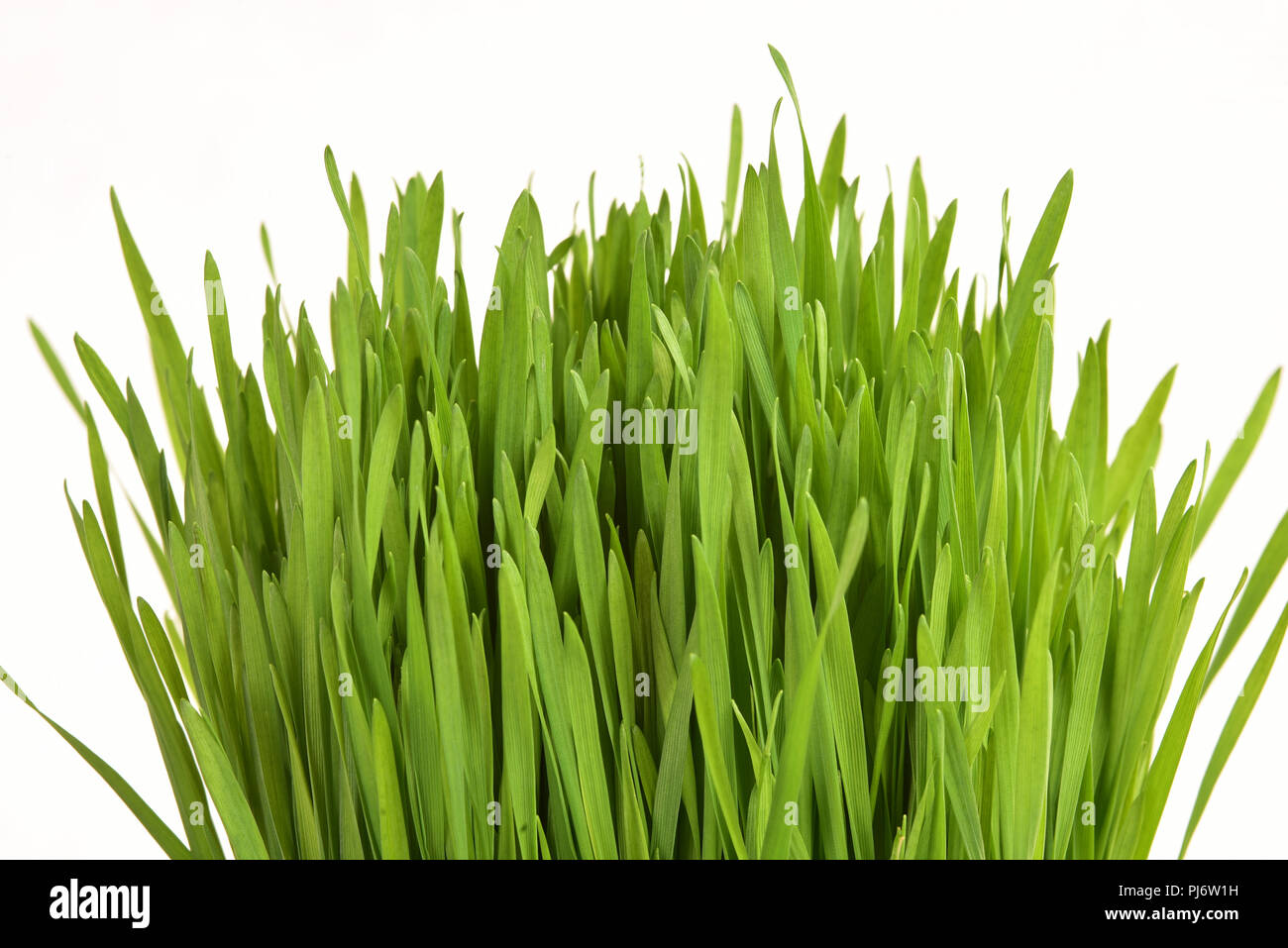 Una sana erba di frumento su uno sfondo bianco. Foto Stock