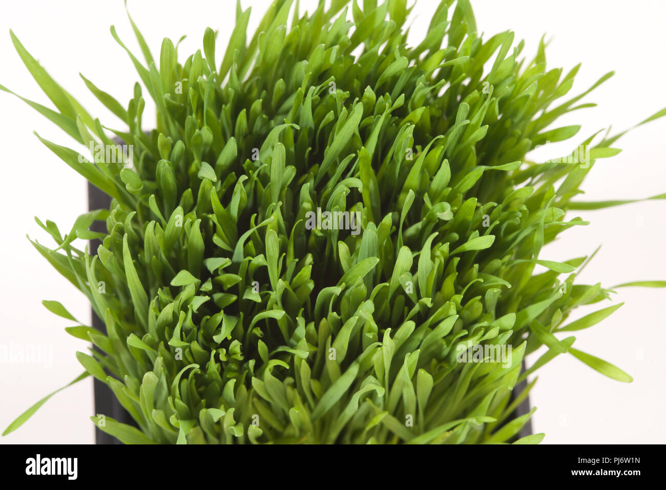 Una sana erba di frumento su uno sfondo bianco. Foto Stock