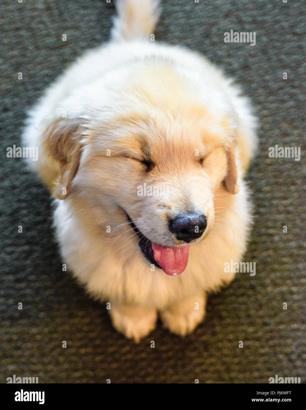 Manchester, VT. Otto settimane vecchio golden retriever cucciolo all'interno di seduta sul pavimento a Manchester, VT il 8 giugno 2018. Credito: Benjamin Ginsberg Foto Stock