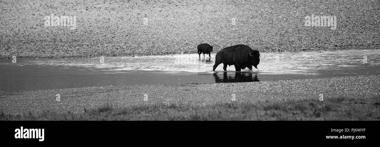 La madre e il vitello di bisonte Lamar Valley, il Parco Nazionale di Yellowstone Foto Stock